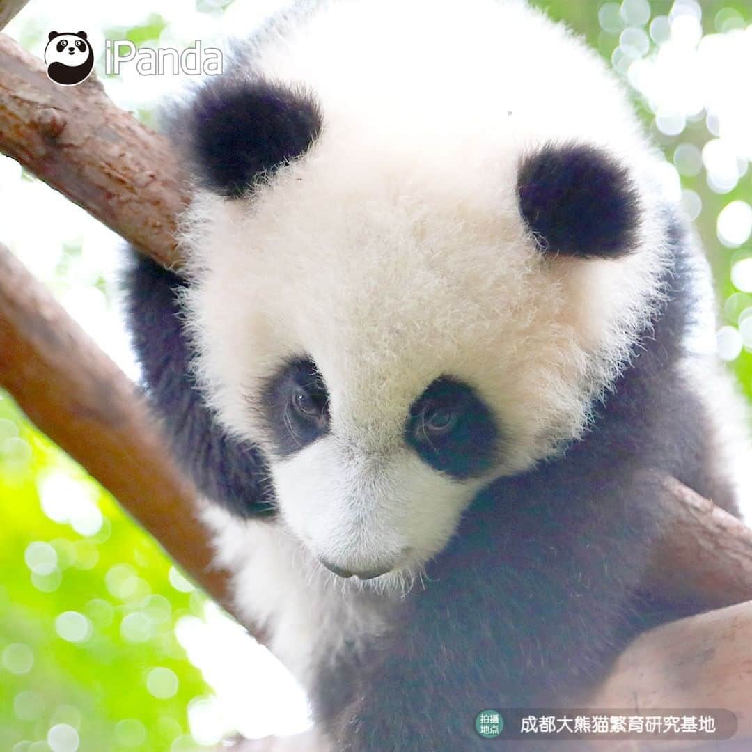 iPandaさんのインスタグラム写真 - (iPandaInstagram)「Wanna see more beautiful views? Try to occupy a higher tree! 🐼 🐾 🐼 #panda #ipanda #animal #pet #adorable #China #travel #pandababy #cute #photooftheday #Sichuan #cutepanda #animalphotography #cuteness #cutenessoverload #giantpanda」1月22日 17時30分 - ipandachannel