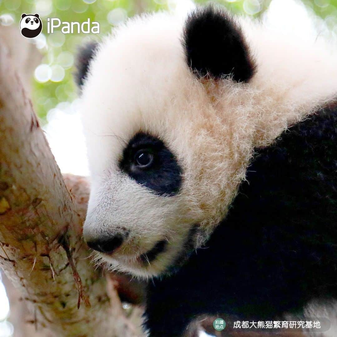 iPandaさんのインスタグラム写真 - (iPandaInstagram)「Wanna see more beautiful views? Try to occupy a higher tree! 🐼 🐾 🐼 #panda #ipanda #animal #pet #adorable #China #travel #pandababy #cute #photooftheday #Sichuan #cutepanda #animalphotography #cuteness #cutenessoverload #giantpanda」1月22日 17時30分 - ipandachannel