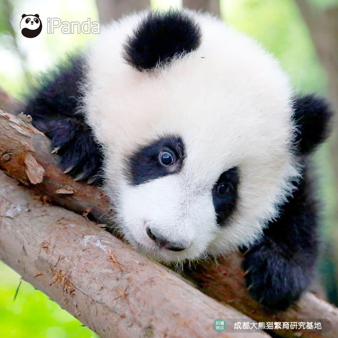 iPandaさんのインスタグラム写真 - (iPandaInstagram)「Wanna see more beautiful views? Try to occupy a higher tree! 🐼 🐾 🐼 #panda #ipanda #animal #pet #adorable #China #travel #pandababy #cute #photooftheday #Sichuan #cutepanda #animalphotography #cuteness #cutenessoverload #giantpanda」1月22日 17時30分 - ipandachannel