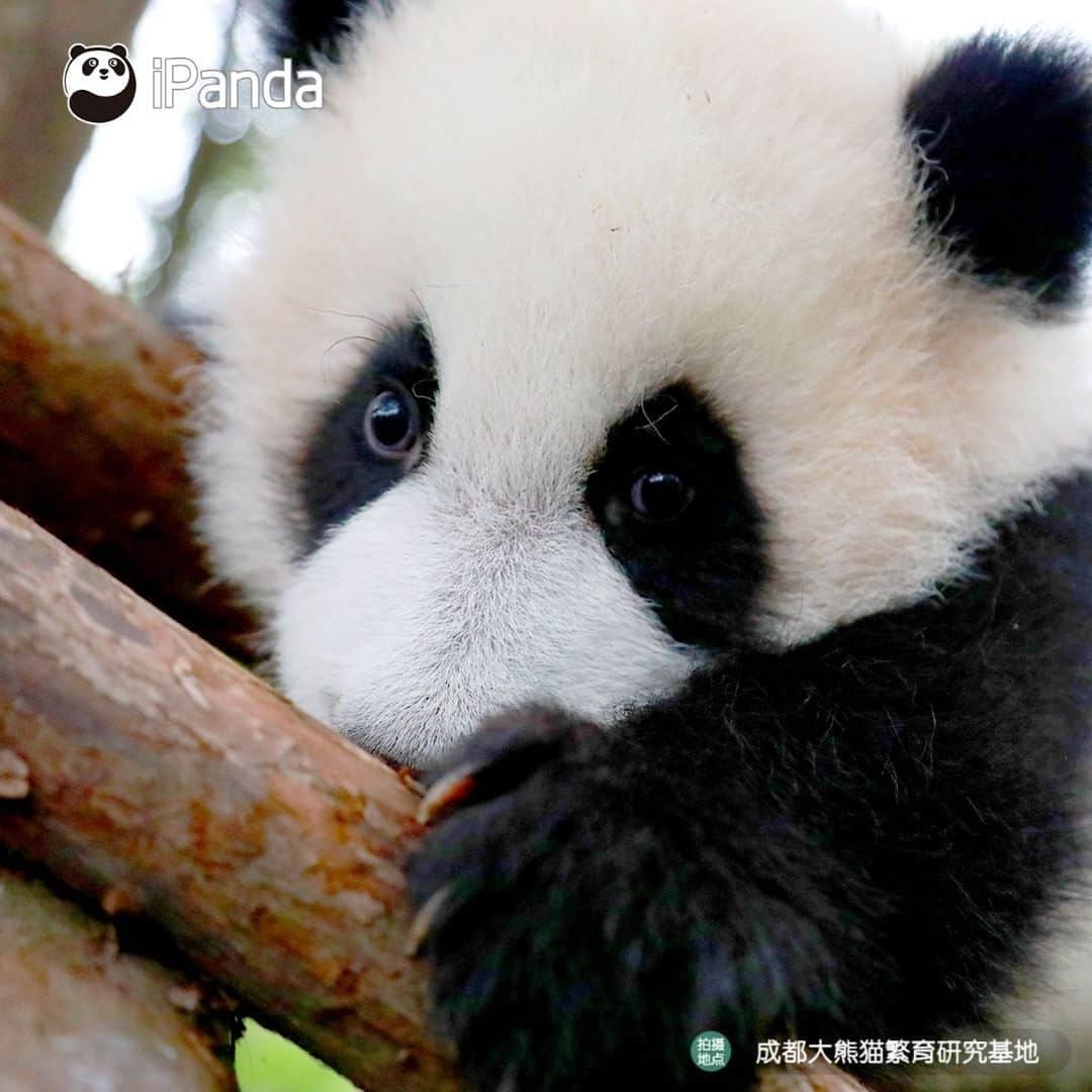 iPandaさんのインスタグラム写真 - (iPandaInstagram)「Wanna see more beautiful views? Try to occupy a higher tree! 🐼 🐾 🐼 #panda #ipanda #animal #pet #adorable #China #travel #pandababy #cute #photooftheday #Sichuan #cutepanda #animalphotography #cuteness #cutenessoverload #giantpanda」1月22日 17時30分 - ipandachannel