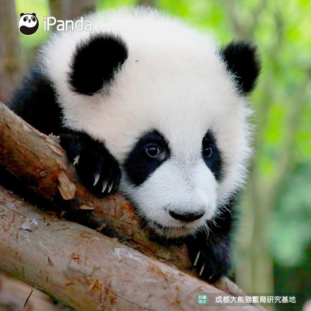 iPandaさんのインスタグラム写真 - (iPandaInstagram)「Wanna see more beautiful views? Try to occupy a higher tree! 🐼 🐾 🐼 #panda #ipanda #animal #pet #adorable #China #travel #pandababy #cute #photooftheday #Sichuan #cutepanda #animalphotography #cuteness #cutenessoverload #giantpanda」1月22日 17時30分 - ipandachannel