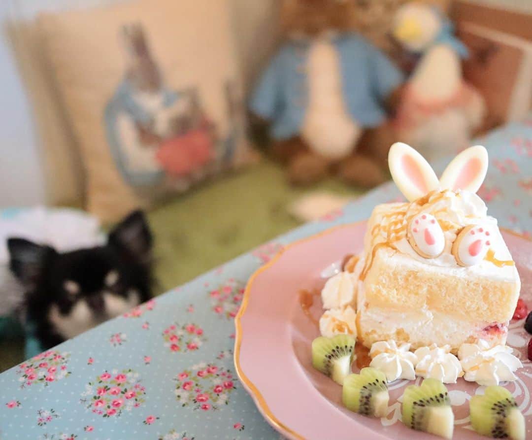 kayoのインスタグラム：「* * ママばっかり美味しいそうなの食べてますね🙄 * って見てる 食いしん坊めろめろ😂 * * うさぎいちごショートケーキ 可愛いーー🐰🍰💕 * * Melon💗🍰 * * @myperidot_cafe  #可愛いカフェ #chihuahua#brilliantlove#dogstgram#dog#instadog#チワワ#チワワ大好き * *」