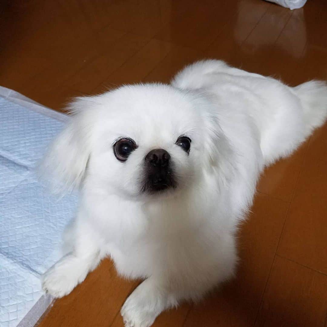 安田義孝のインスタグラム：「#ペキニーズ #ぺきにーず #白ペキニーズ #Pekingese #pekingese  #pekingeselove #pekingesesofinstagram  #pekinese #pekistagram  #japanese #japan #dogstagram  #dogs #dog #japanesedog #japanesedogs #doglover #love #iloveyou #ilovedogs #京叭狗 #페키니즈 #cute #cutedog  #ハロウィン #愛犬 #わんこ #犬 #エブリドッグ #ZIP写真部」