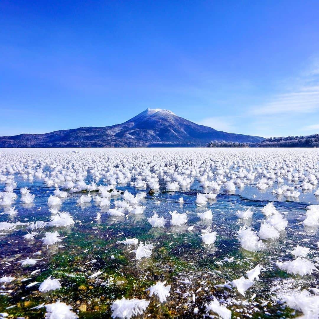 ANAさんのインスタグラム写真 - (ANAInstagram)「湖面に咲く氷の華❄  #フロストフラワー #冬の #朝に見られる #自然のアート #霜の花 #霜の結晶 #氷の結晶 #冬の華 #冬の風物詩 #冬の絶景 #阿寒湖 #湖面 #結氷 #北海道 #道東 #旅行好きな人と繋がりたい #旅行 #日本の風景 #ダレカニミセタイケシキ #anaタビキブン #frostflower #lakeakan #hokkaido #japan #winter #beautiful #trip #ana_jp  旅の思い出は「#anaタビキブン」をつけて投稿してね🎵インスタやANAの各メディアでご紹介していきます⛄」1月22日 17時49分 - ana.japan