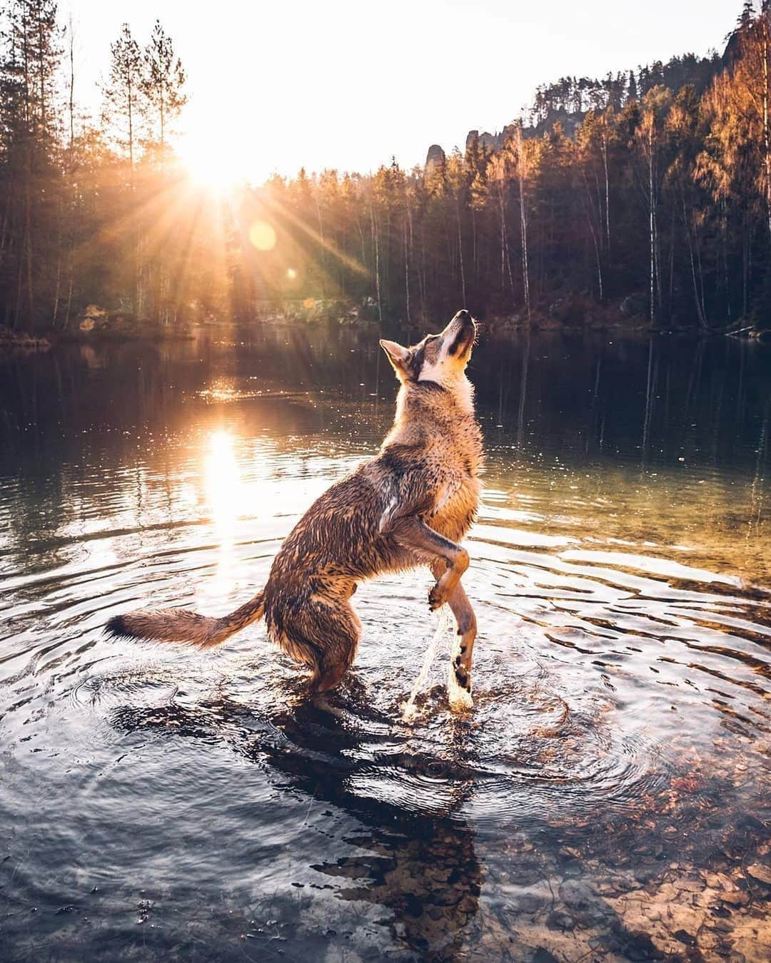 9GAGさんのインスタグラム写真 - (9GAGInstagram)「Who’s a majestic good boi? 📸 @kopernikk - #majestic #wolf #9gag @barked @voyaged」1月22日 18時22分 - 9gag