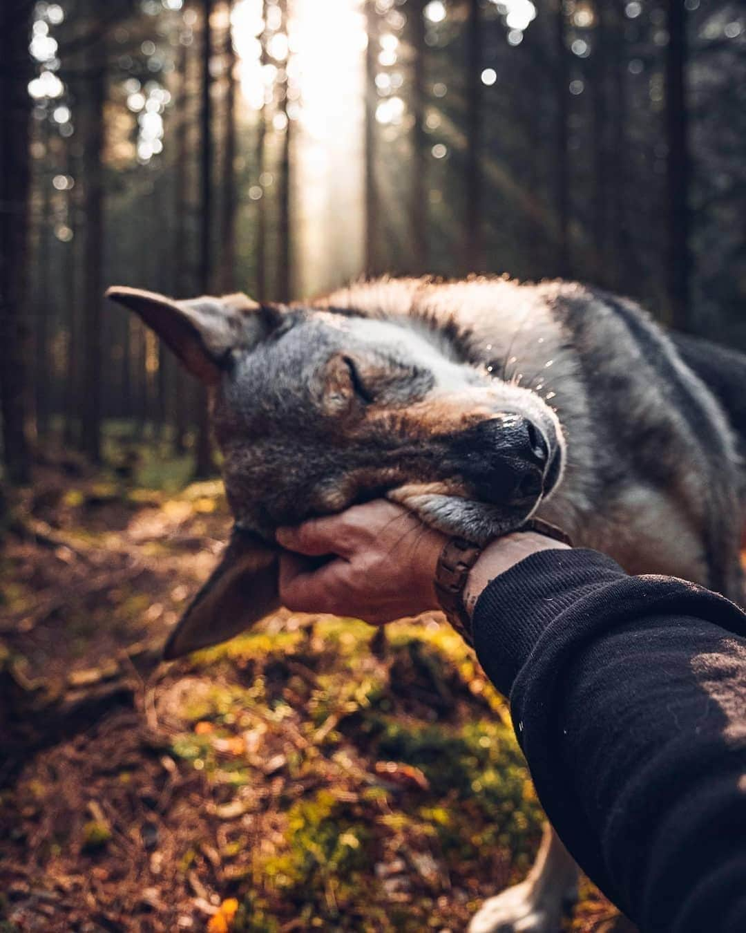 9GAGさんのインスタグラム写真 - (9GAGInstagram)「Who’s a majestic good boi? 📸 @kopernikk - #majestic #wolf #9gag @barked @voyaged」1月22日 18時22分 - 9gag