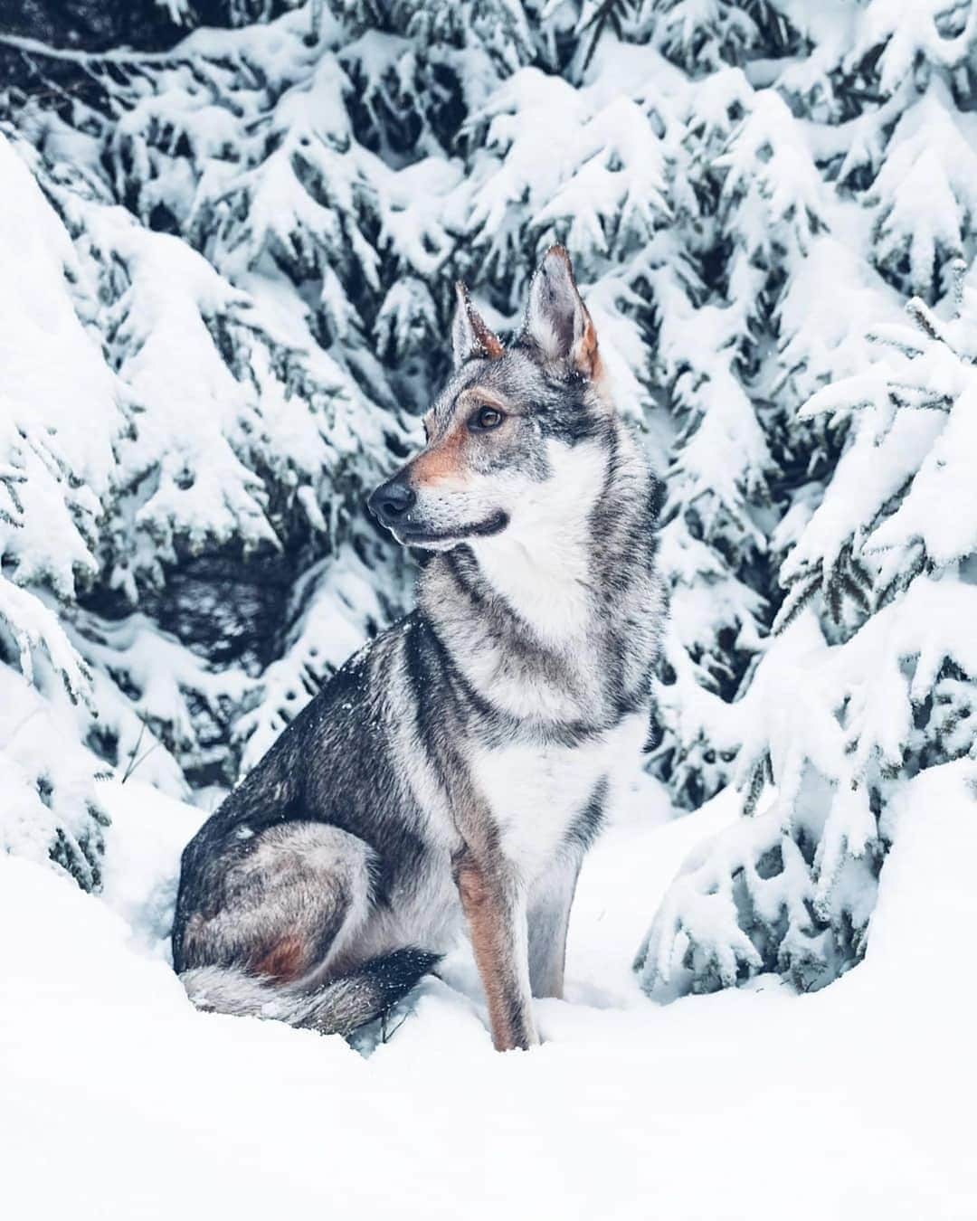 9GAGさんのインスタグラム写真 - (9GAGInstagram)「Who’s a majestic good boi? 📸 @kopernikk - #majestic #wolf #9gag @barked @voyaged」1月22日 18時22分 - 9gag