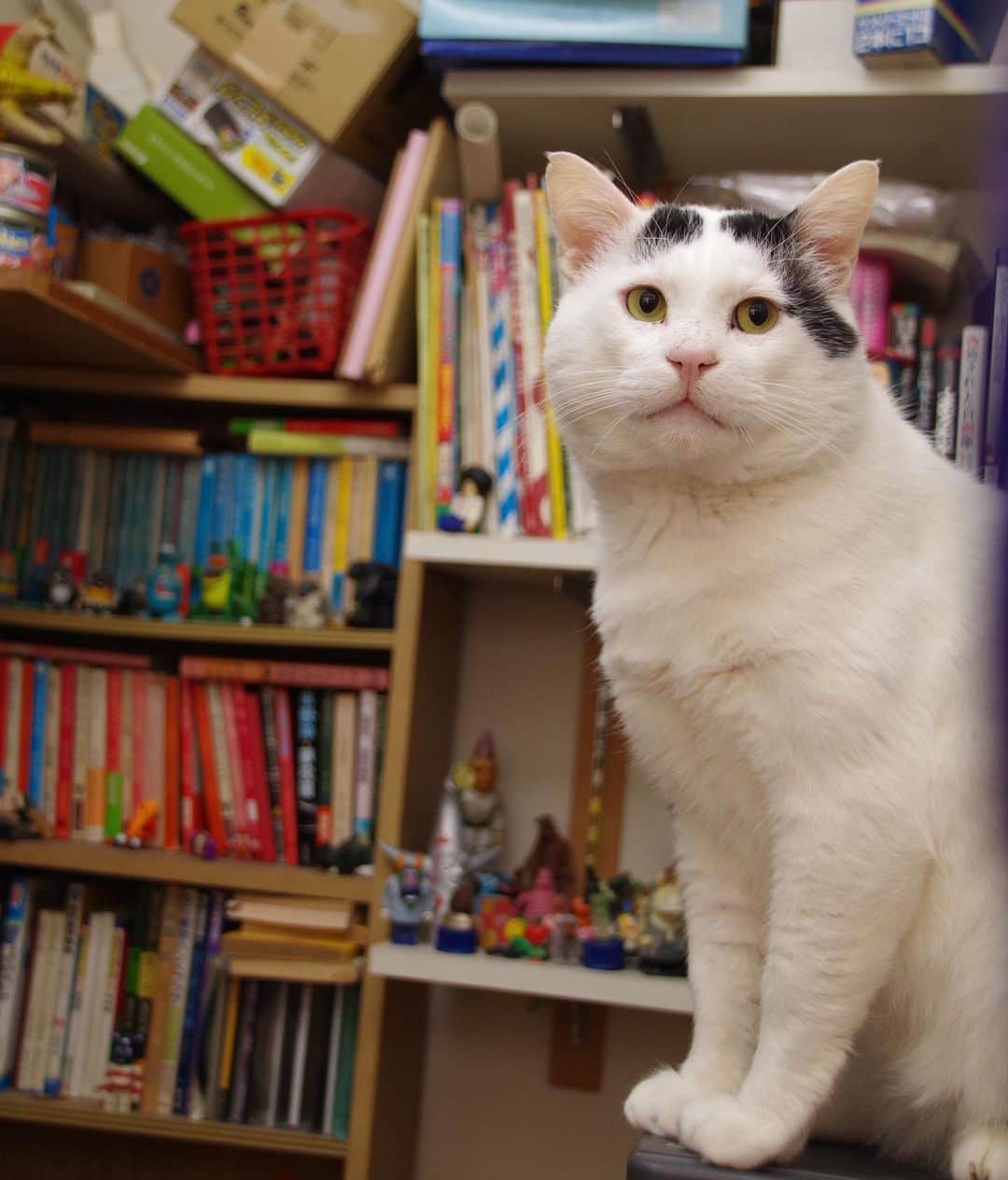 Kachimo Yoshimatsuさんのインスタグラム写真 - (Kachimo YoshimatsuInstagram)「廊下に魔王が入って来たので一時物置部屋に避難。#うちの猫ら ＃猫 #ねこ #nanakuro #okaki #cat #ネコ #catstagram #ネコ部 http://kachimo.exblog.jp」1月22日 18時35分 - kachimo
