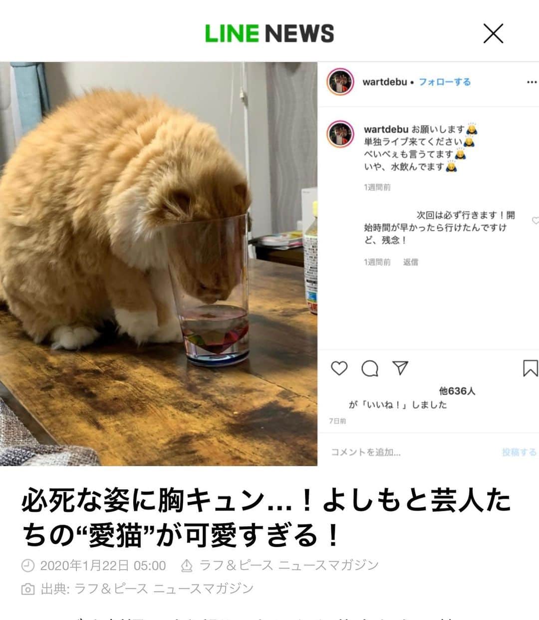 池田真一のインスタグラム：「うちの愛猫べいべぇが可愛すぎてラフ&ピースニュースマガジンとLINE NEWSになってました！ はい！最高に可愛んです！ ラフ&ピースニュースマガジンさんLINE NEWSさん次はちゃこべぇもお願いします！」