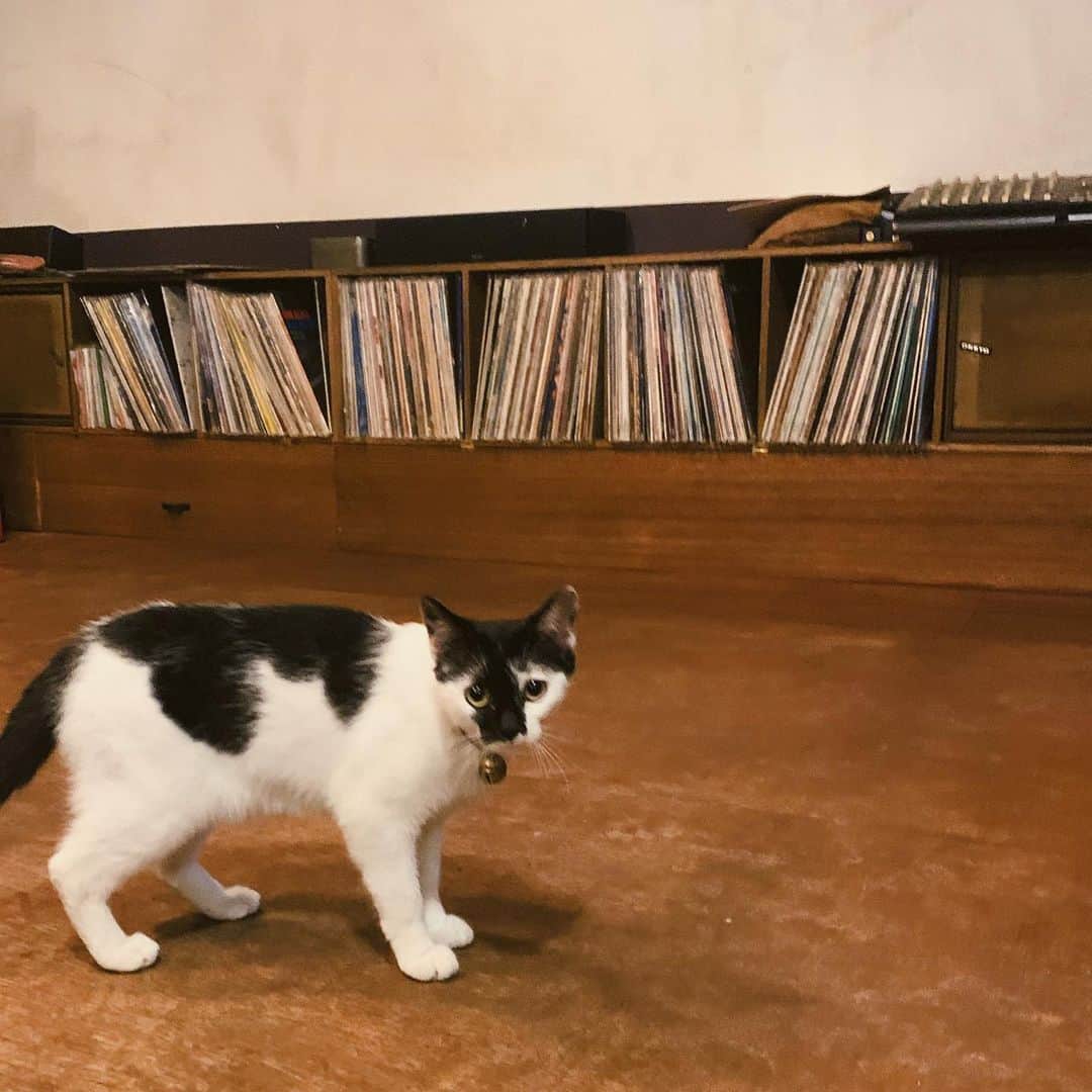 久保田紗友さんのインスタグラム写真 - (久保田紗友Instagram)「明日は「シネマトゥデイ・ライブ」に生出演させて頂きます。19時半から、YouTube等でご覧頂けます。ECHOLLのバンド練習の時にスタジオにいた猫さん💭サントラも皆さん聴いて頂けたでしょうか？ #サヨナラまでの30分 #公開まであと2日」1月22日 18時48分 - kubotasayu