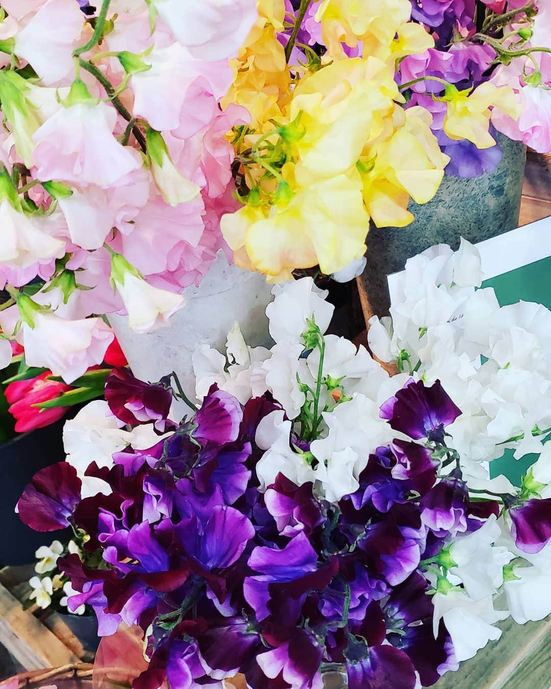 梅田陽子さんのインスタグラム写真 - (梅田陽子Instagram)「春を感じますね。何色にしよう。  #スイートピー#お花#春#spring#flower #colorful#お花大好き」1月22日 18時50分 - yokoumeda