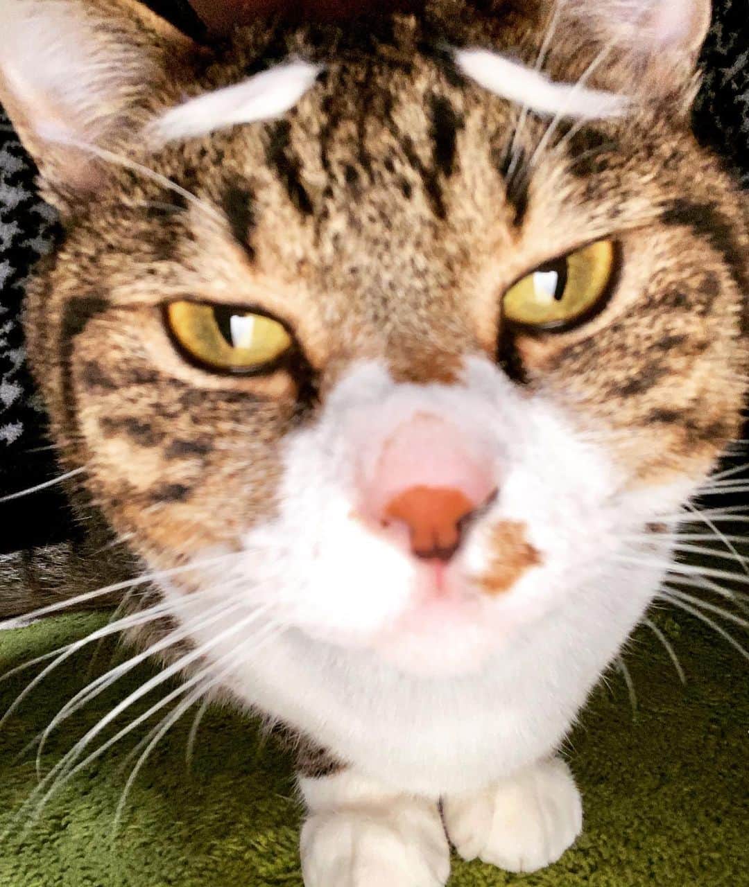 野本かりあのインスタグラム：「眉を顰めてしまうばかりの世の中ですが、 自分のペースを保つ事が 大事だなと。 #抜け毛で眉毛　#lukarly #にゃんすたぐらむ #catstagram」