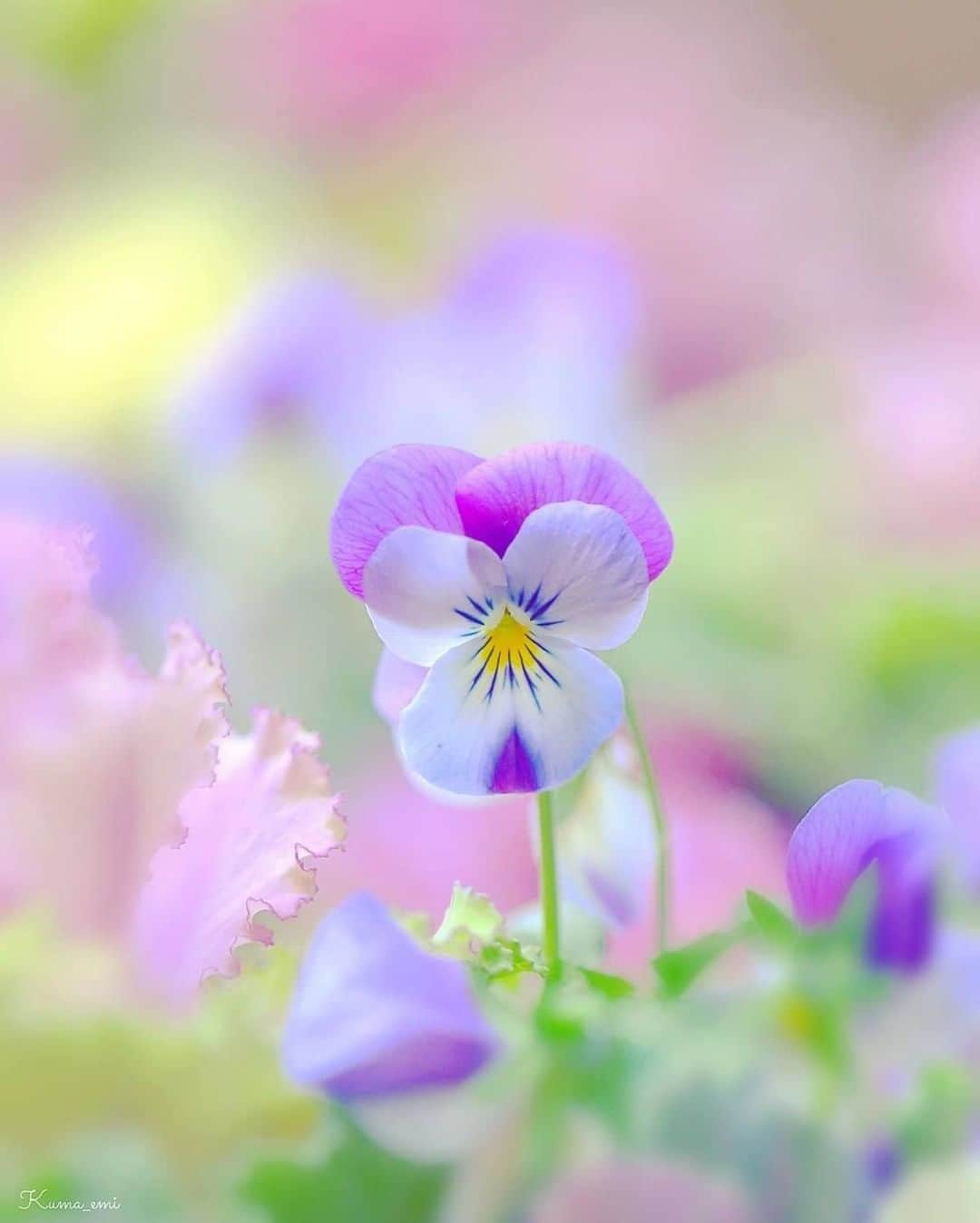 花の写真館のインスタグラム：「Photo by @kuma_emi.⠀ https://instagram.com/kuma_emi/⠀ .⠀ Original Post[投稿頂いたURL]⠀ https://www.instagram.com/p/B7KG7xRgPQx/⠀ .⠀ 本アカウントは、 #私の花の写真 をつけてInstagramに投稿された皆さまの花の写真や、「花の写真館」Facebookページで投稿された花の写真を紹介します。⠀ 「花の写真館」Facebookページは、「 @floral.photograph 」のプロフィールにあるURLからご覧ください。⠀ .⠀ #花の写真館 #floralphotograph #floralphoto #flower #flowers⠀ Follow: @floral.photograph」
