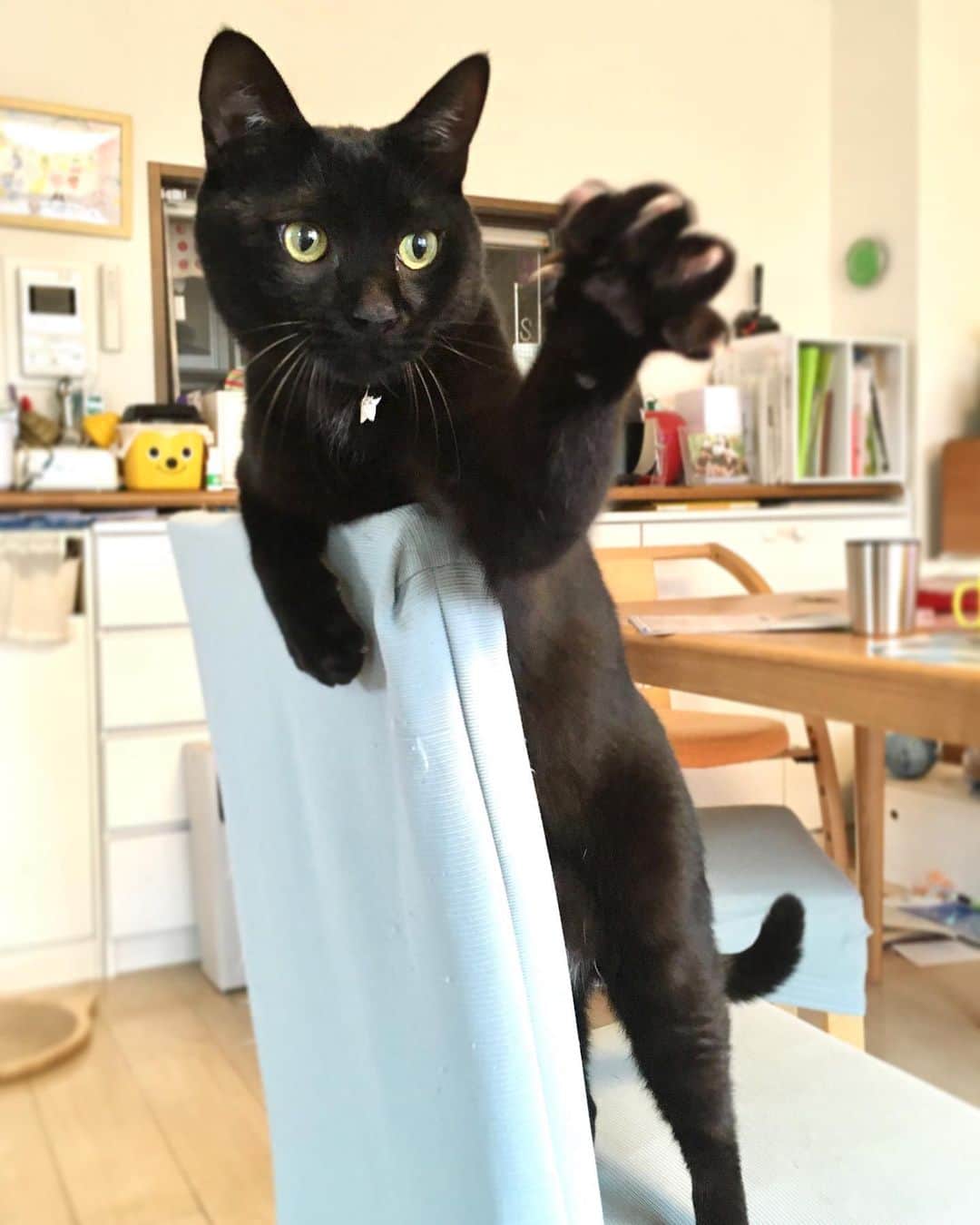 しおやてるこさんのインスタグラム写真 - (しおやてるこInstagram)「最近椅子の背もたれに登って遊ぶことにハマってる #黒猫」1月22日 19時46分 - shiochin1129