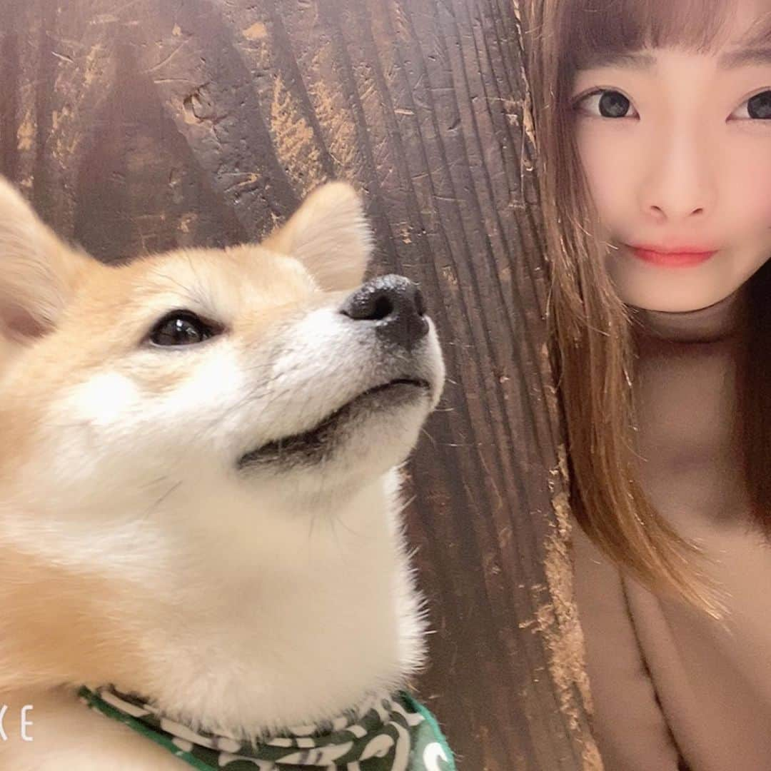 百瀬ひとみさんのインスタグラム写真 - (百瀬ひとみInstagram)「初めて犬カフェに行きました( ˶˙ᵕ˙˶ ) 浅草の豆柴カフェね。 🐶全然寄ってこないけど可愛かった。 そして、Twitterに書いたけど 昨日浅草1人で行ったけど 今日偶然また友達と浅草行って 1人の時とご飯の美味しさも景色も楽しさも充実感も違って、やっぱり人といた方が楽しいなとなりました( ˶˙ᵕ˙˶ ) 子犬カフェ行きターイ、今度 まだまだ行きたいとこ沢山ある！  #浅草 #豆柴カフェ」1月22日 20時03分 - hitomi__momose