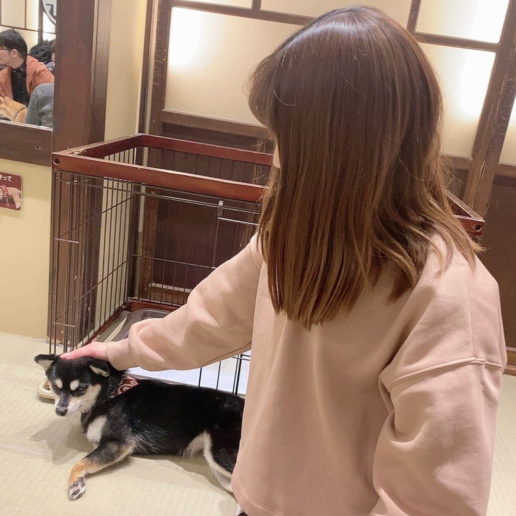 百瀬ひとみさんのインスタグラム写真 - (百瀬ひとみInstagram)「初めて犬カフェに行きました( ˶˙ᵕ˙˶ ) 浅草の豆柴カフェね。 🐶全然寄ってこないけど可愛かった。 そして、Twitterに書いたけど 昨日浅草1人で行ったけど 今日偶然また友達と浅草行って 1人の時とご飯の美味しさも景色も楽しさも充実感も違って、やっぱり人といた方が楽しいなとなりました( ˶˙ᵕ˙˶ ) 子犬カフェ行きターイ、今度 まだまだ行きたいとこ沢山ある！  #浅草 #豆柴カフェ」1月22日 20時03分 - hitomi__momose