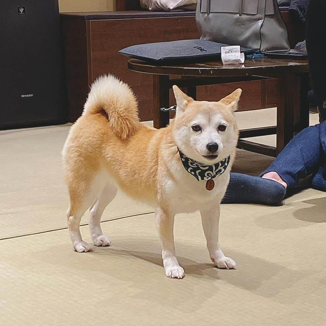 百瀬ひとみのインスタグラム：「この子ほかの犬にされるがままだったけど 最後急にキレてて面白かった、1番可愛い  #犬カフェ #豆柴カフェ #柴犬 #豆柴 #犬」