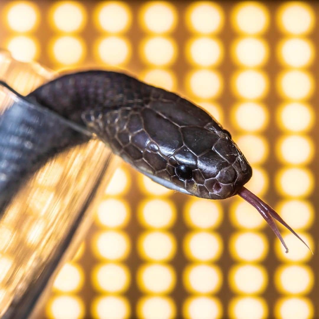 のインスタグラム：「Photo by David Guttenfelder @dguttenfelder | This banded krait was captured in D’ray Sap, Vietnam, by Vietnamese and international herpetologists searching for venomous scorpions, snakes, snails, frogs, and spiders in order to extract deadly toxins and use them to help discover pain medications and life- saving drugs.  Collecting venom from around the world, biomedical scientists hope to identify new remedies because there are currently few good alternatives to opioids. Venom has already led to one notable success, when scientists derived a drug for chronic pain from another of the world’s deadliest animals: the cone snail. For more, see our story "A World of Pain" in the January 2020 issue.」