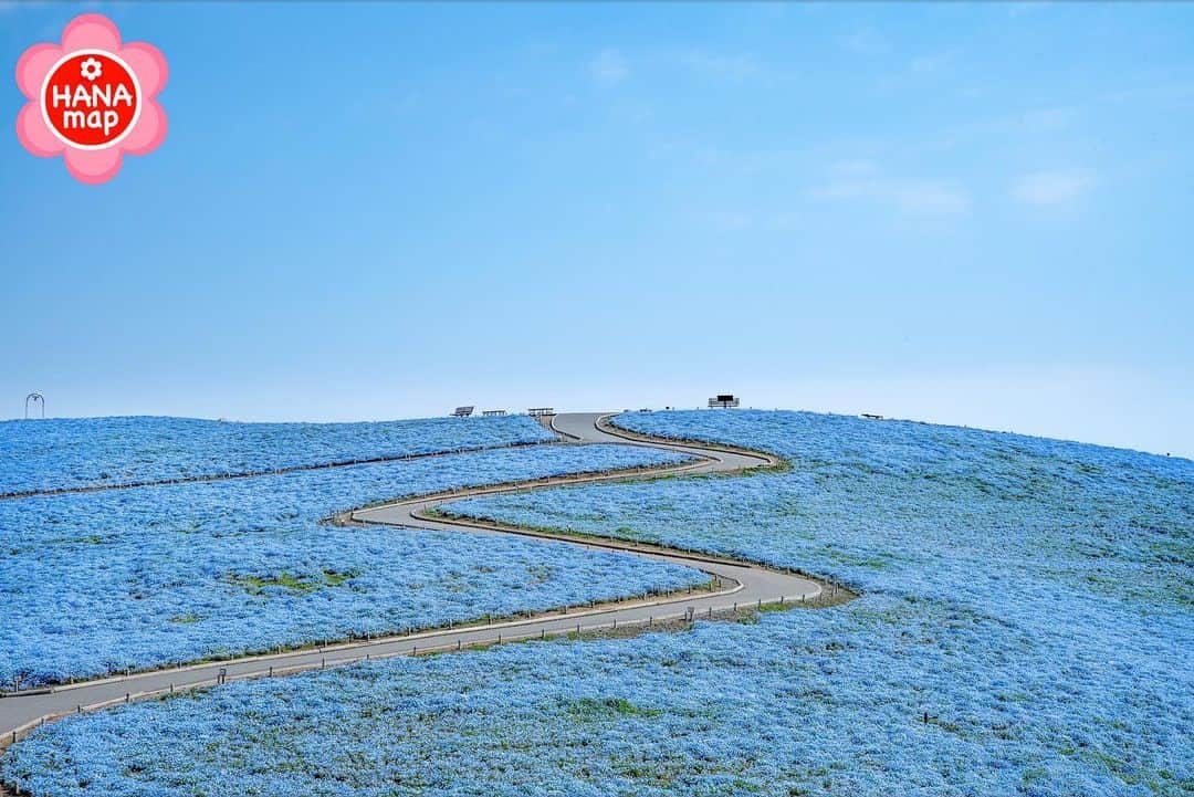 はなまっぷ❁日本の花風景のインスタグラム