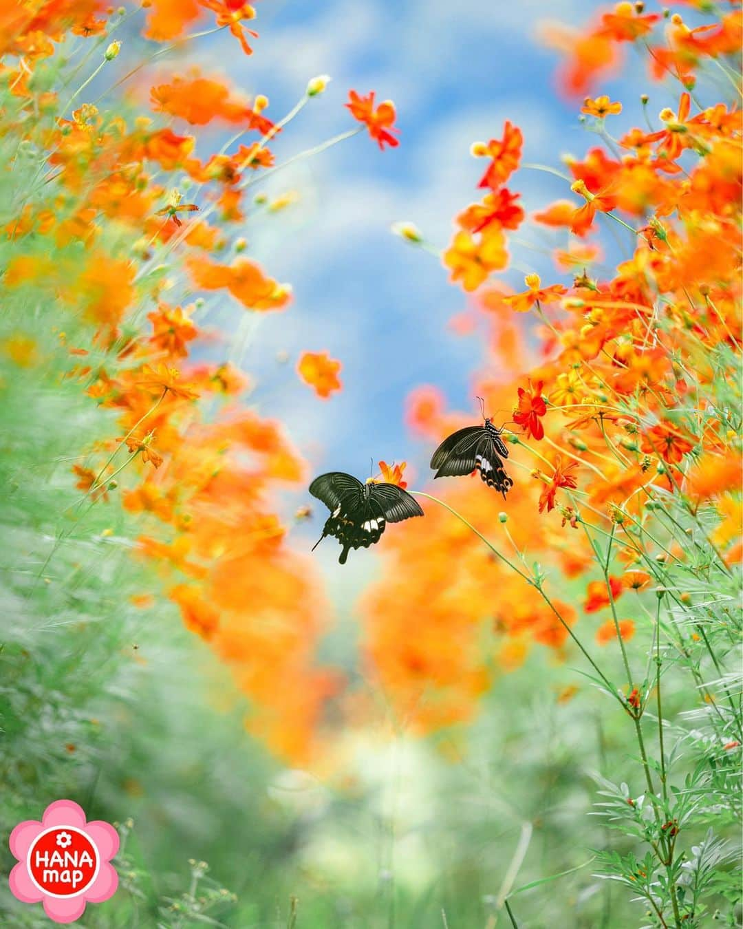 はなまっぷ❁日本の花風景さんのインスタグラム写真 - (はなまっぷ❁日本の花風景Instagram)「🌸㊗️はなまっぷ5の発表㊗️🌸 * * お花が気持ちよく咲いている風景ベスト5✨ * @_____mimosa.619_____ さんの オレンジのお花畑に花まるを💮 富山　IOX-AROSA イオックスアローザ * 審査員　写真家　北川力三先生 @rikizo_kitagawa * 花のある風景写真部門の応募作品の中から選ばれました。はなまっぷ5のお写真はA1パネルで展示いたします。 * * 🌸🌼#はなまっぷ展 の予定🌼🌸 * 【愛知🍤】 名古屋地下鉄久屋大通駅南改札口横 セントラルギャラリー  2020年1月31(金)〜2月12(水) ---------------------------------------- 📷お写んぽ教室（1月22日(水)募集開始） 2月2日(日)名古屋市東山植物園 2月7日(金)、8日(土)久屋大通庭園フラリエ * 【東京🗼】 国営昭和記念公園 花とみどり文化センター（予定） 2020年2月19日(水)〜24日(月・祝) ---------------------------------------- 📷お写んぽ教室（2月1日(土)頃募集開始） 2月21日(金)、22(土)、23(日) 国営昭和記念公園にて * ※国営昭和記念公園での日程は、 現在時点では予定となります。 * 【大阪🐙】 大阪市立長居植物園 花と緑と自然の情報センター 2020年2月28(金)〜3月1日(日) ---------------------------------------- 📷お写んぽ教室（2月10日(土)頃募集開始） 2月28日(金)、29(土) 予定 大阪市立長居植物園にて * 🌼東京、大阪の日程に関しては現在のところ予定となります。お写んぽ教室の募集開始日も予告なく変更となる場合もございます。 * #はなまっぷ」1月22日 20時54分 - hanamap