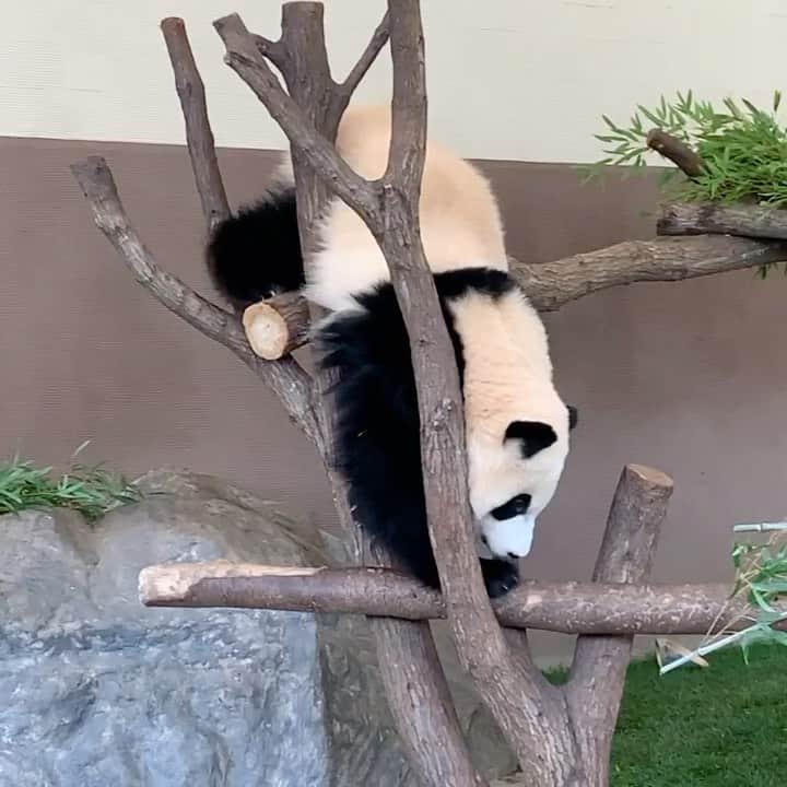 パンダ（白浜）のインスタグラム