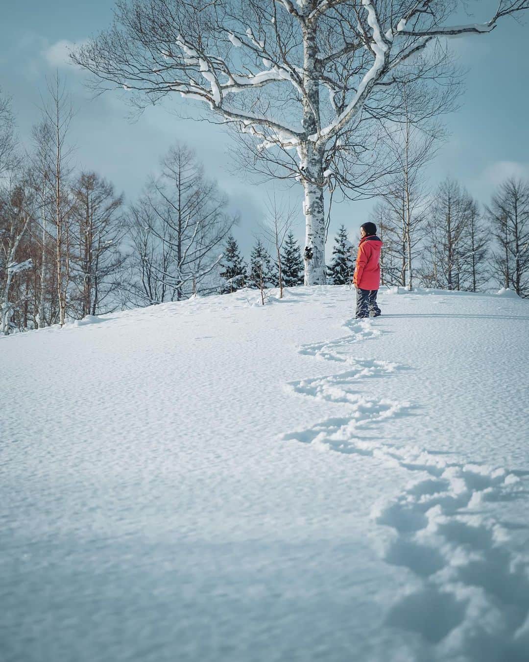wacameraのインスタグラム：「Rusutsu resort I was staying at @westinrusutsu . It was a very comfortable hotel. 留寿都ではウェスティンルスツリゾートに滞在していました。ホテル内のレストランでいただいた夕飯も朝食もとても美味しくて、お部屋も快適。1週間くらいずっといたかったなぁ。 . . この写真は歩いてはゆけないような森のど真ん中までヘリコプターで連れてきてもらって撮影したの。誰の足跡もないまっさらな雪ってテンション上がってしまうよね(*ˊᵕˋ*)」