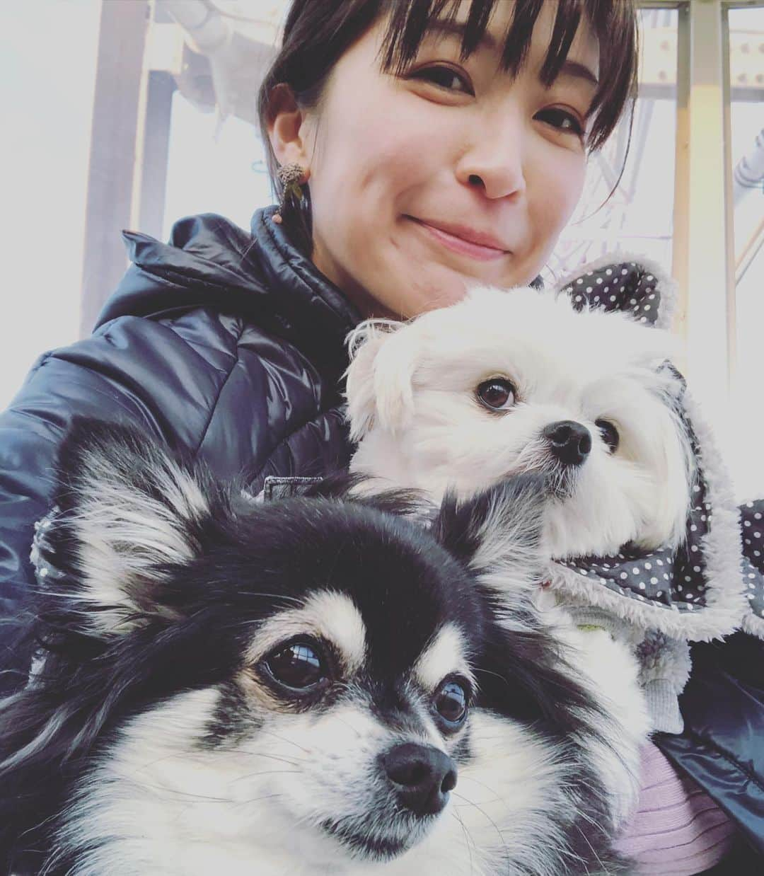 小野真弓さんのインスタグラム写真 - (小野真弓Instagram)「おはようございます^_^ 仕事帰りのまちわわせ🐶🐶🙋‍♀️ 観覧車に乗りました🎡✨ 関東地方は今日からしばらく☔️⛄️マーク。 お気をつけてお出かけくださいね^_^ #チワワ#ハナちゃん #チワマル#ハルくん #いぬすたぐらむ #いぬばか部 #chihuahua #maltese #mixdog #doglover #dogstagram #千葉県#木更津市#キサラピア#観覧車#父カメラ#千葉わんこ」1月23日 6時58分 - hanaharuaroi