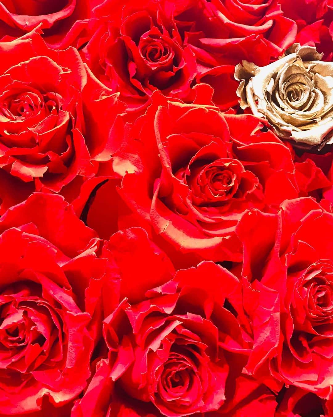 尾木直樹さんのインスタグラム写真 - (尾木直樹Instagram)「真紅の薔薇🌹🌹本当に鮮やかな色とボリューム - #帝国ホテル#ロビー#真紅#バラ#テンション上がる#尾木ママ」1月23日 7時20分 - oginaoki_ogimama