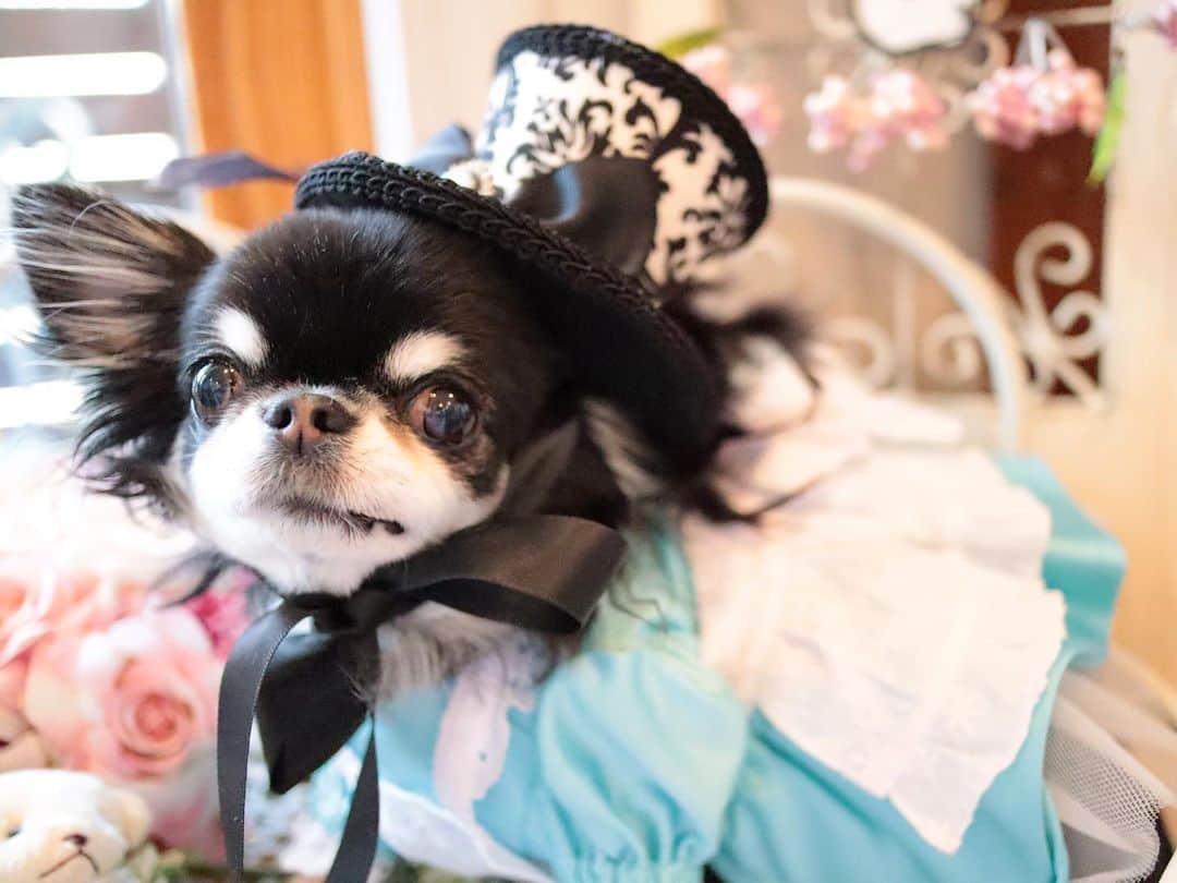 kayoのインスタグラム：「* * 可愛いハット被ってみたよ ☺️🎩✨ * * Melon💗 * * #chihuahua#chihuahualove#dogstgram#dog#instadog#チワワ#チワワ大好き * *」
