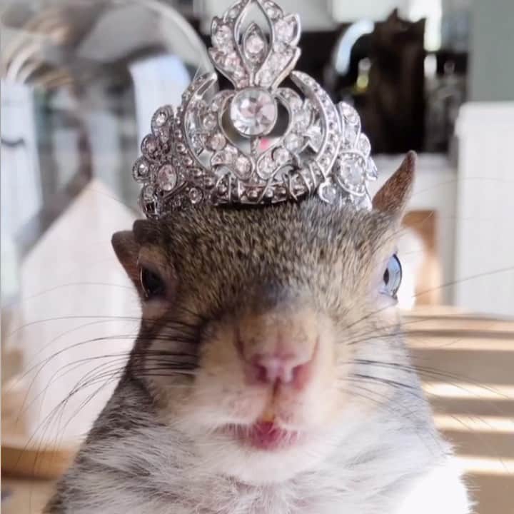 Jillのインスタグラム：「🐿 Squirrel Appreciation Day was a success. Celebrated Jill from start to finish!⁣⁣ ⁣⁣ Check out stories to see what we did.⁣⁣ ⁣⁣ ⁣⁣ 👑 @edenluxebridal ⁣⁣ 🎵 St. James Infirmary | Allen Toussaint⁣⁣ ⁣⁣ ⁣⁣ ⁣⁣ #petsquirrel #squirrel #squirrels #squirrellove #squirrellife #squirrelsofig #squirrelsofinstagram #easterngreysquirrel #easterngraysquirrel #ilovesquirrels #petsofinstagram #jillthesquirrel #thisgirlisasquirrel #squirrelappreciationday #minicrown」