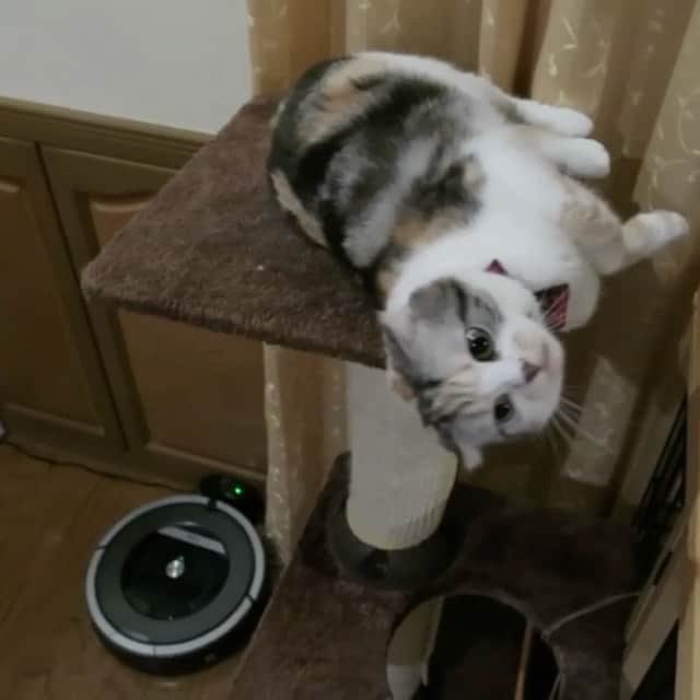 takegaeruのインスタグラム：「くねくねまりん😊 #たまに落ちてたのはここだけの話  #cat #scottishfold #猫 #スコティッシュフォールド #三毛スコ友の会」