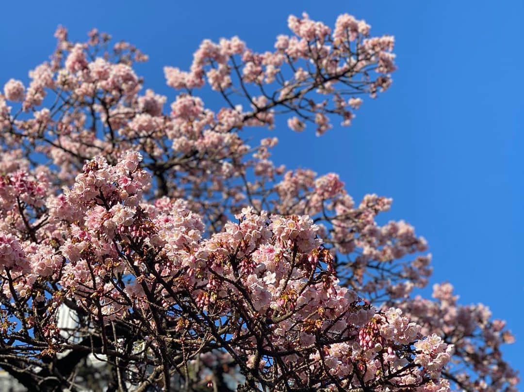 藤島妃呂子さんのインスタグラム写真 - (藤島妃呂子Instagram)「LAからまゆみさんがきた〜！ 大好き過ぎるおねーさん。 私が日本に帰ってきてから会える時間は少なくなったけど、一緒に過ごした時間は宝物。また一緒に映画観に行きたーい！ 熱海の桜は早咲きらしい。 梅より桜が先にたくさん咲き始めたよ。梅も見に行ったり、美味しいお刺身食べたり、冷たい空気が新鮮。 またすぐ会いたい〜」1月22日 23時41分 - hirokofujishima