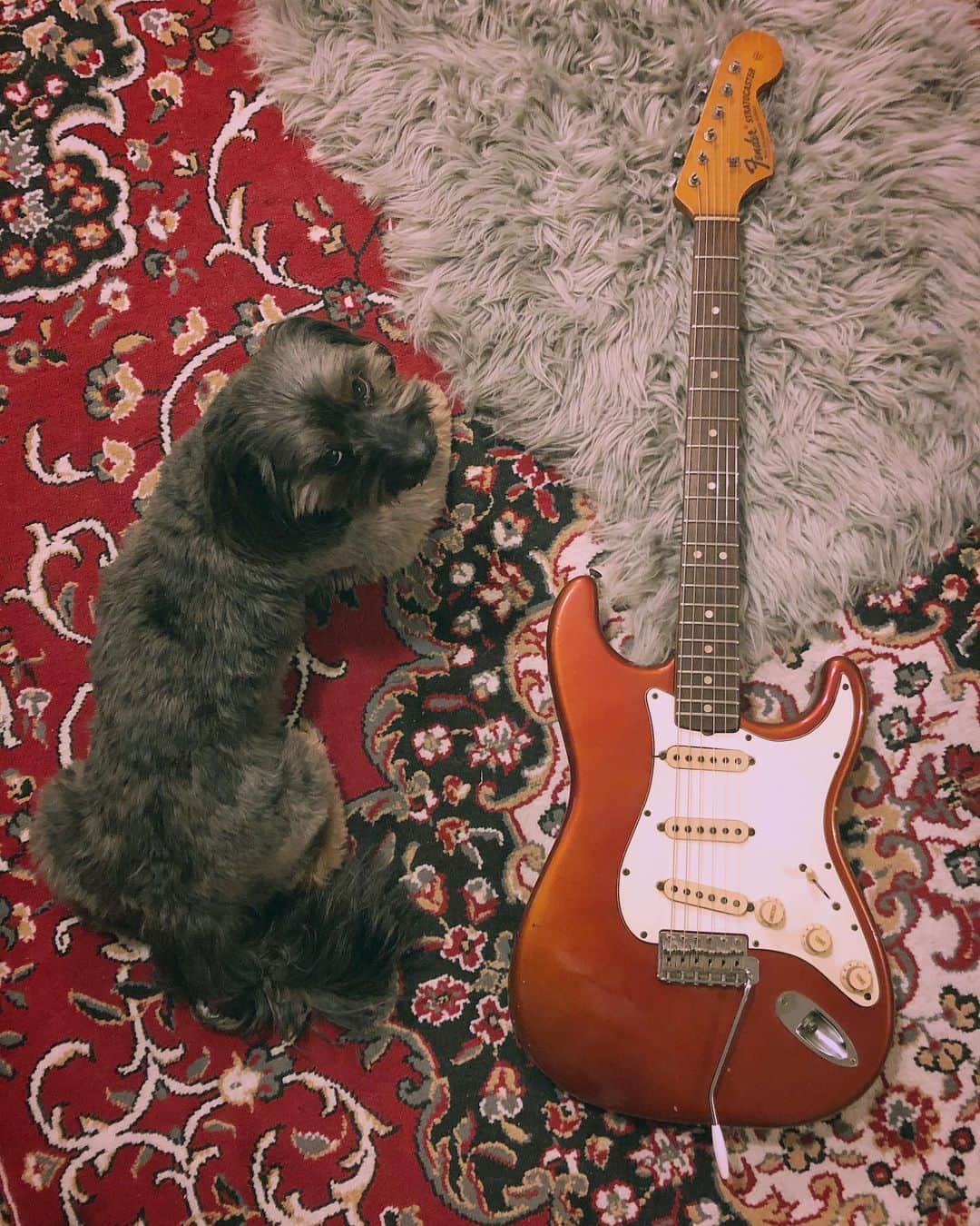 中嶋イッキュウのインスタグラム：「🎸 人生で初めて買ったギター(と飼ってる犬)記念写真  2月 tricotとジェニーハイのツアーが始まる。 真っ白とみんなのジェニー。キテネ」