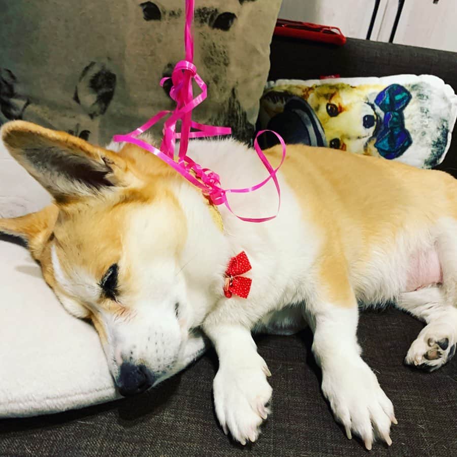 橋本志穂さんのインスタグラム写真 - (橋本志穂Instagram)「何も知らずに寝ているヌーイ。。 起きたら驚くだろうなぁ」1月23日 0時44分 - shihohashimoto3