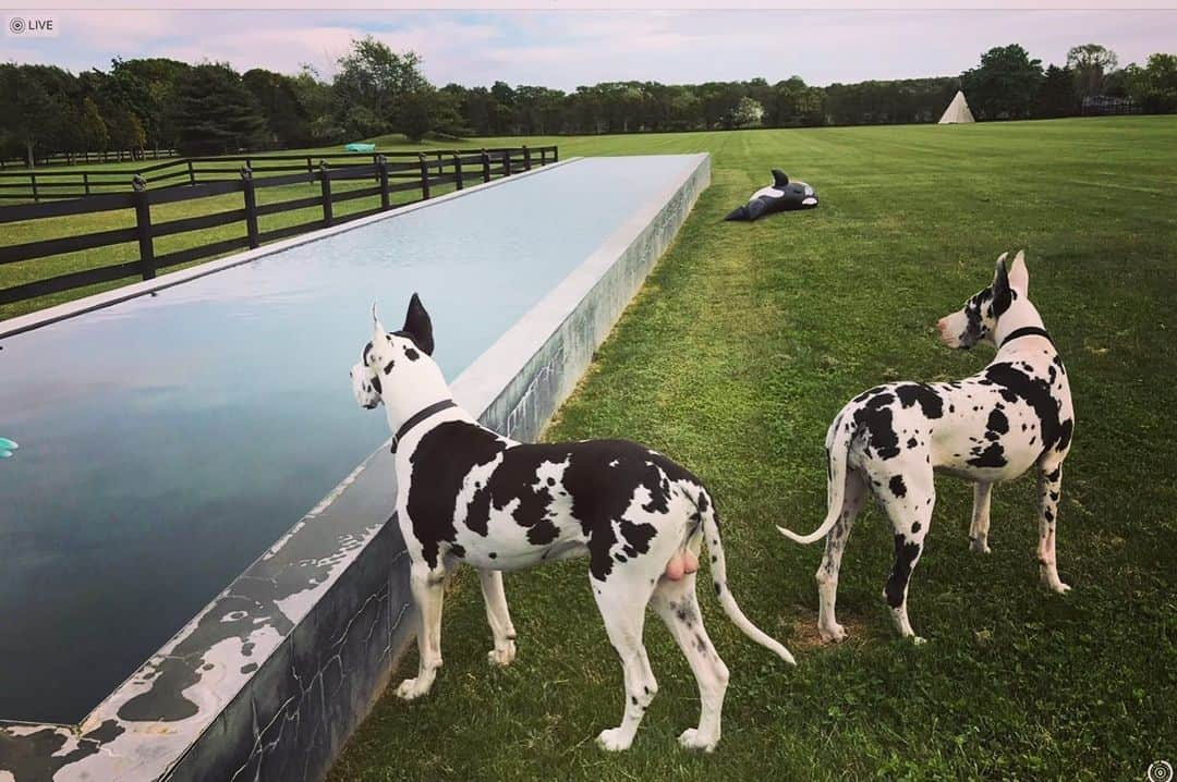 スティーヴン・クラインさんのインスタグラム写真 - (スティーヴン・クラインInstagram)「MY PERSONAL SANCTUARY. THANK U to my sister Hope  @hopekleinhomes for finding my farm & being my project manager through the latest renovations... 👏🏼 u are amazing!! @hopekleinhomes #westkillfarm @danesofklein」1月23日 0時37分 - stevenkleinstudio