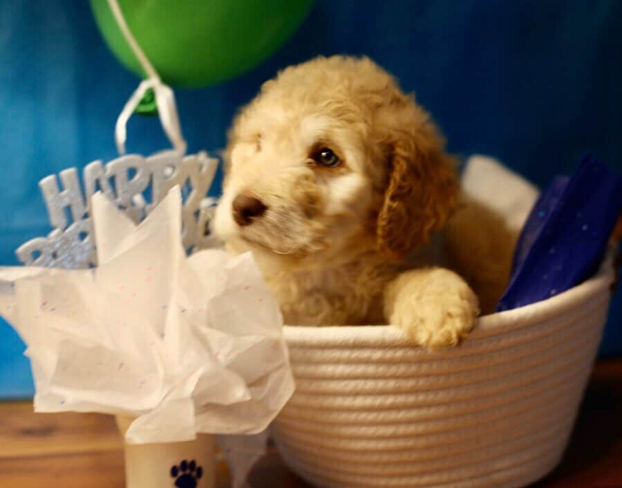 シャロン・ローレンスさんのインスタグラム写真 - (シャロン・ローレンスInstagram)「Happy birthday to @parkerthepdoodle who captured our hearts 2 years ago:) #goldendoodle  #greeneyes  #greeneyedbaby」1月23日 4時47分 - sharonelawrence