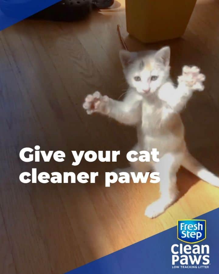 Fresh Stepのインスタグラム：「Wave your clean paws in the air!🐾 Find your favorite Clean Paws® in store now! #cleanpawsup」
