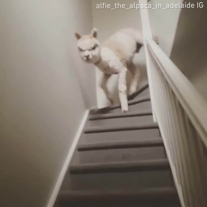 9GAGのインスタグラム