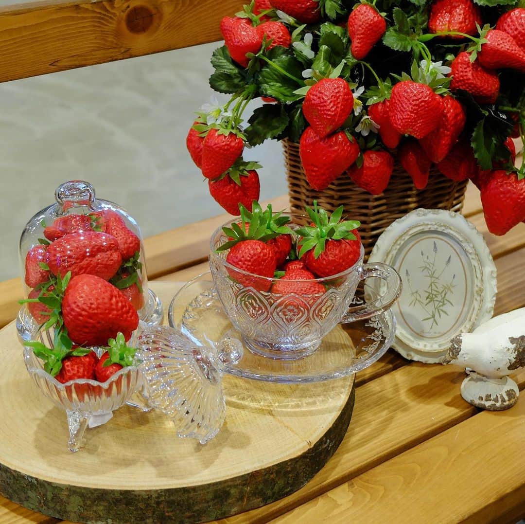 横浜ディスプレイミュージアムさんのインスタグラム写真 - (横浜ディスプレイミュージアムInstagram)「ガラスのティーカップに苺を添えて、森のお茶会のディスプレイ🍓  クリアなガラスが苺の鮮やかさを引き立てます。飲食店のディスプレイやフラワーアレンジにいかがでしょうか♪ ・ ・ 【Instagramフォロワー1万人企画】 「五感で巡る体験型庭園　"FLOWERS BY NAKED2020" を無料でご招待！！」 ・ ・  #横浜ディスプレイミュージアム #flowersbynaked の2つのタグをつけて投稿してください！ 詳しくは1/20(月)の投稿へ❣️ ご応募受付は明日まで！お早めにどうぞ🌟 ・  #横浜ディスプレイミュージアム #flowersbynaked ・ ・ #フラワーズバイネイキッド  #株式会社ポピー #横浜 #ディスプレイ#アーティフィシャルフラワー #フラワーアレンジメント #フラワーデザイン #装飾#デコレーション #花のある暮らし #花好きな人と繋がりたい #yokohama #flowerarrangement #artficialflower #flowerstagra #苺　#いちご　#苺スイーツ」1月23日 17時40分 - yokohamadisplaymuseum