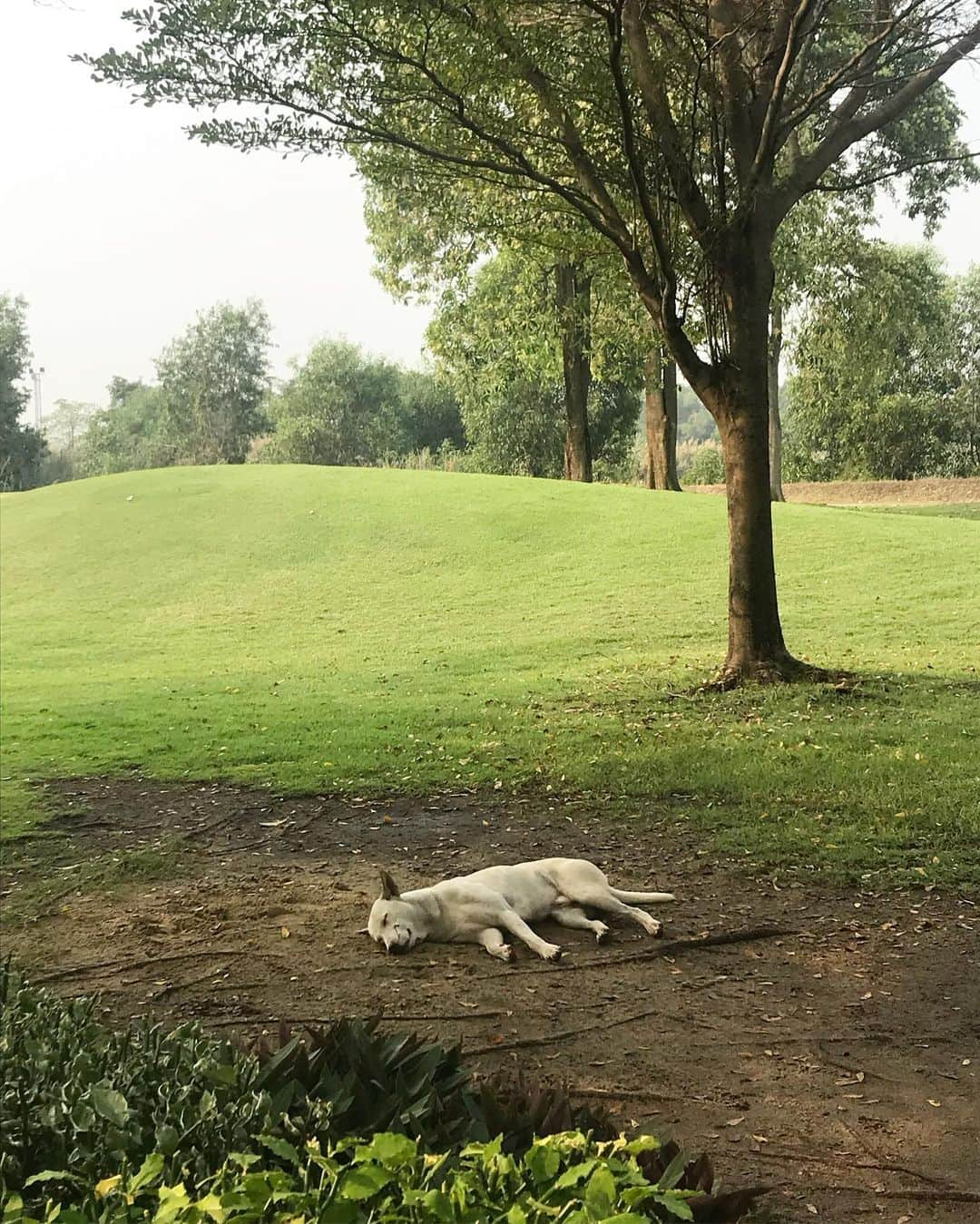 にゃんさんゴルフさんのインスタグラム写真 - (にゃんさんゴルフInstagram)「. . タイでゴルフ⛳️🇹🇭 Suwan Golf&Country club🐕 . . 早朝の6:40スタート🕰 朝早くて眠いけど午後から観光もできる🙆‍♀️ . しかも9:00くらいのスタートだと暑すぎる😂 . SALEになってたから みんなでゴルフ場のお揃いのウェアー！ たしか日本円で1500円くらい？ . あとバンカーにみんなハマって 近づいたらボールくっついてて 戸惑ったwww . #タイゴルフ#朝日#早朝スタート #thailand#thaigolf#バンカー #ゴルフウェア#ゴルフ女子#golfgirl #bridgestonegolf#bridgestone#ladiesgolf#golfhotties#golfbabes #golflife #golfstagram #japanesegirl #lovegolf  #golfer #instagolf #lemon#スポーツ女子 #골프 #모델 #한국#高尔夫球」1月23日 16時52分 - miiiii0228