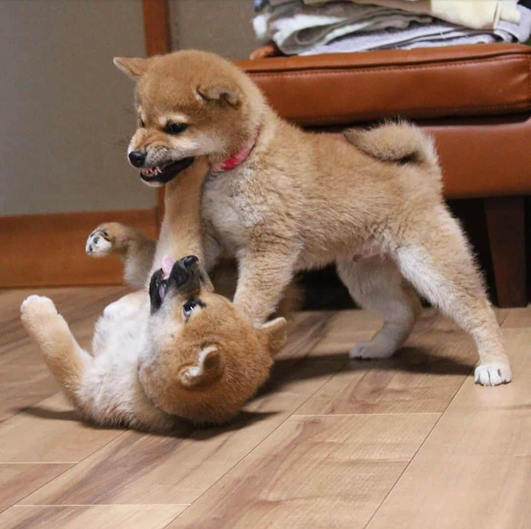 柴犬たま Shibainu Tamaのインスタグラム