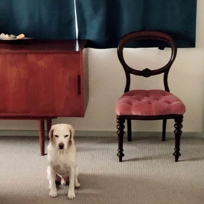 RINAさんのインスタグラム写真 - (RINAInstagram)「12歳と1ヶ月 #beagle #lemonbeagle #どんどん白くなっているけれど #獣医さんに褒められました」1月23日 17時15分 - rina_karina0417