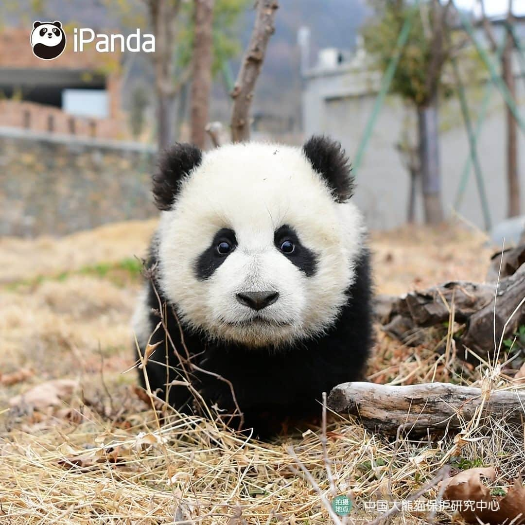 iPandaさんのインスタグラム写真 - (iPandaInstagram)「Look at my eyes without blinking! How long does it take for you to fall in love with me? 🐼 🐾 🐼 #panda #ipanda #animal #pet #adorable #China #travel #pandababy #cute #photooftheday #Sichuan #cutepanda #animalphotography #cuteness #cutenessoverload」1月23日 17時30分 - ipandachannel