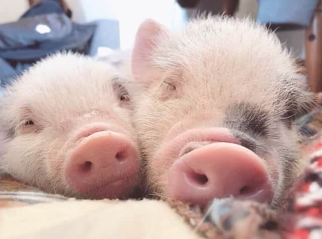 安藤志穂美さんのインスタグラム写真 - (安藤志穂美Instagram)「🐷🐷🐷🐷 足と足の間に挟まって寝るのが好き。  #マイクロ豚 #豚 #pig #ぶた #animal #animalrights  #vegetarian #vegan #動物虐待反対  #micropig #cute #love #sleepy」1月23日 9時23分 - shiomi_ando