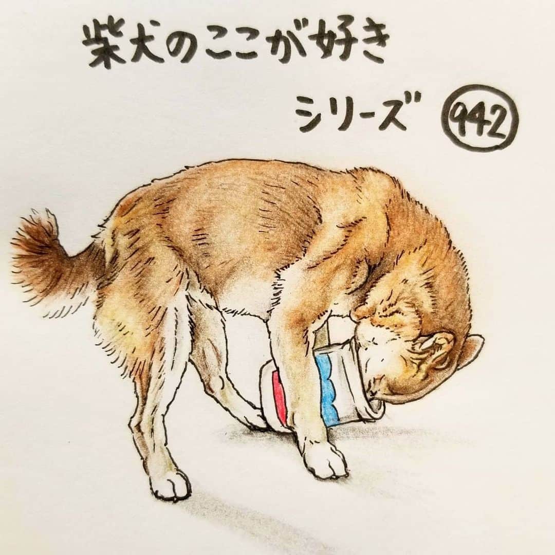 ハナとソラさんのインスタグラム写真 - (ハナとソラInstagram)「* #ここ柴部 『柴犬のここが好きシリーズ942』 容器の底が舐めたくて どんどん丸まっていくとこ。  首痛くないのかな そのままいくとでんぐり返し してしまうよ😂 * No.942 “I lick the cup clean.” * モデルは @m.yukomugi さんとこのこむぎちゃんです💕 #柴犬のここが好き #favoritepartsofshibainu #illustration #drowing #dogart #shibastagram #shibainu #colorpencil #柴犬 #イラスト #いらすとぐらむ #しばすたぐらむ #ヨーグルト #色鉛筆 #柴公園イラスト」1月23日 9時30分 - nsdikm_hanasora