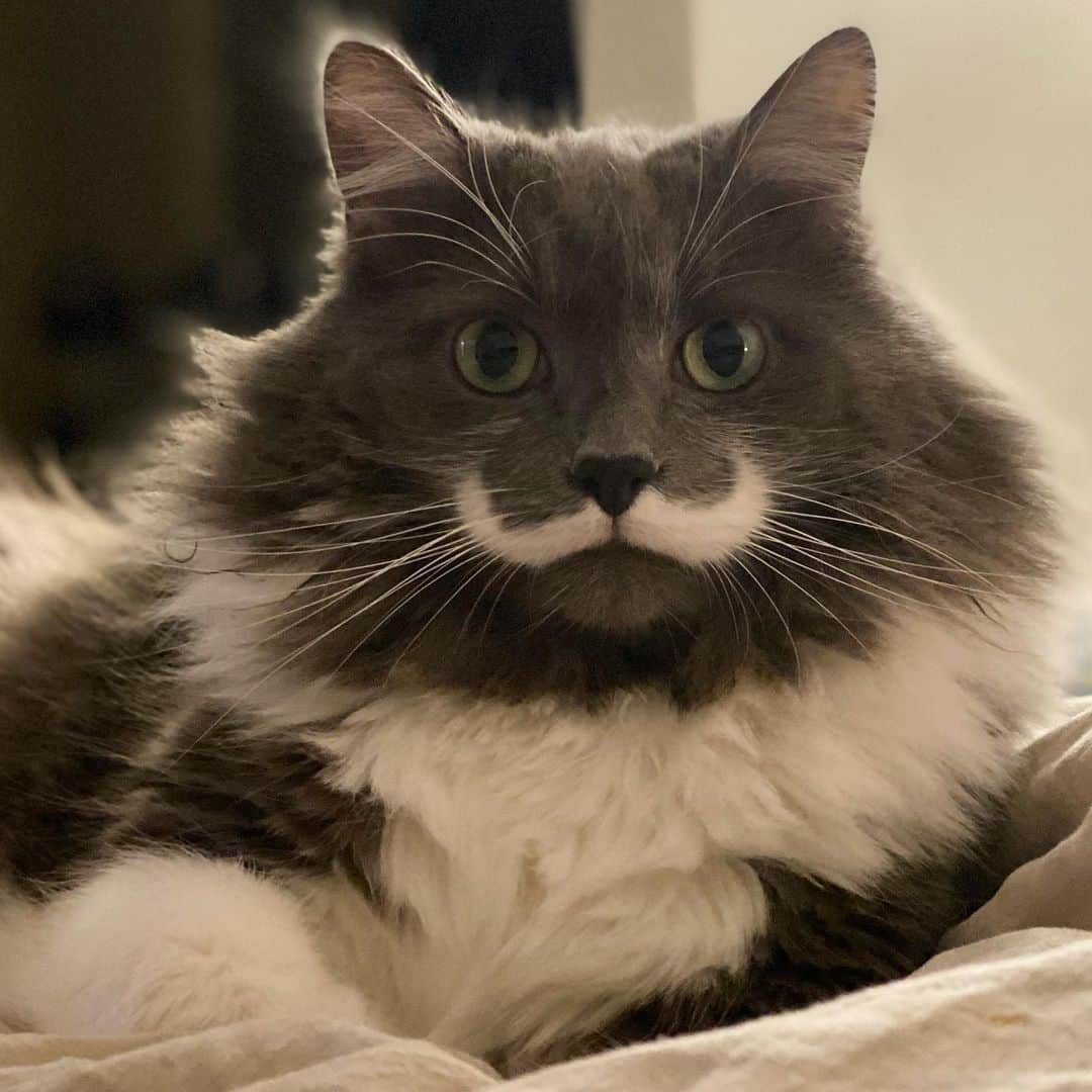 ハミルトンザ・ヒップスターキャットのインスタグラム：「The fluff in all its glory... #mustachecat」