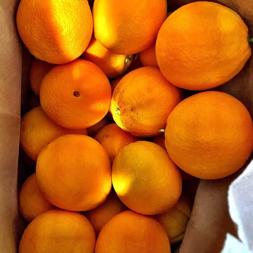 グレッグ・グランバーグさんのインスタグラム写真 - (グレッグ・グランバーグInstagram)「So sweet of my neighbors to unknowingly allow me to lean over onto their property and steal these delicious oranges off of their beautiful fruit tree.  Thanks Bruce. Thanks Barbara. I hope they’re not on IG.」1月23日 10時04分 - greggrunberg