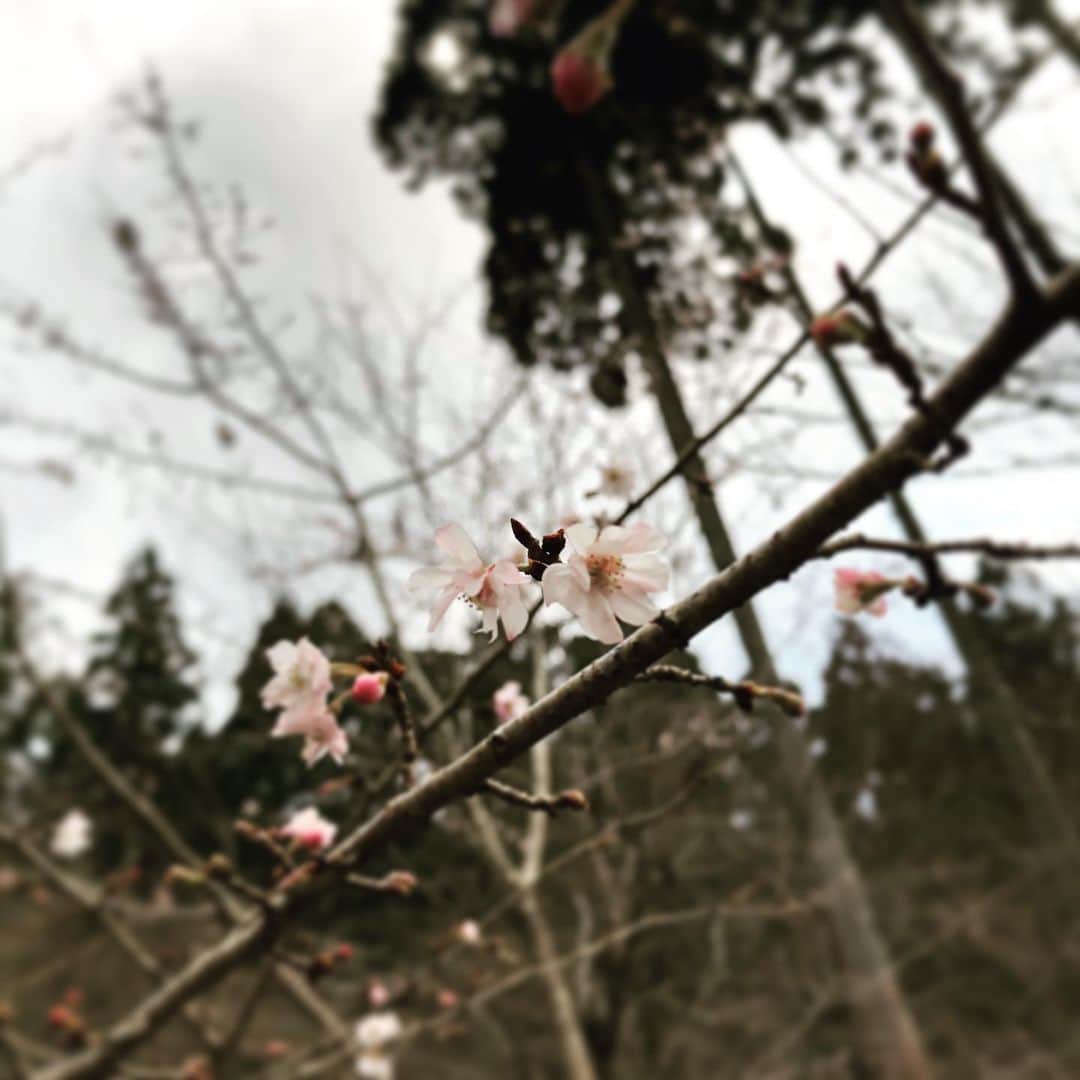 桂紗綾さんのインスタグラム写真 - (桂紗綾Instagram)「早咲きの桜かな。 桜味のお菓子や飲み物も好きよ♡  #サクラサク  #もうすぐ春ですね」1月23日 10時06分 - saaya_katsura_abc