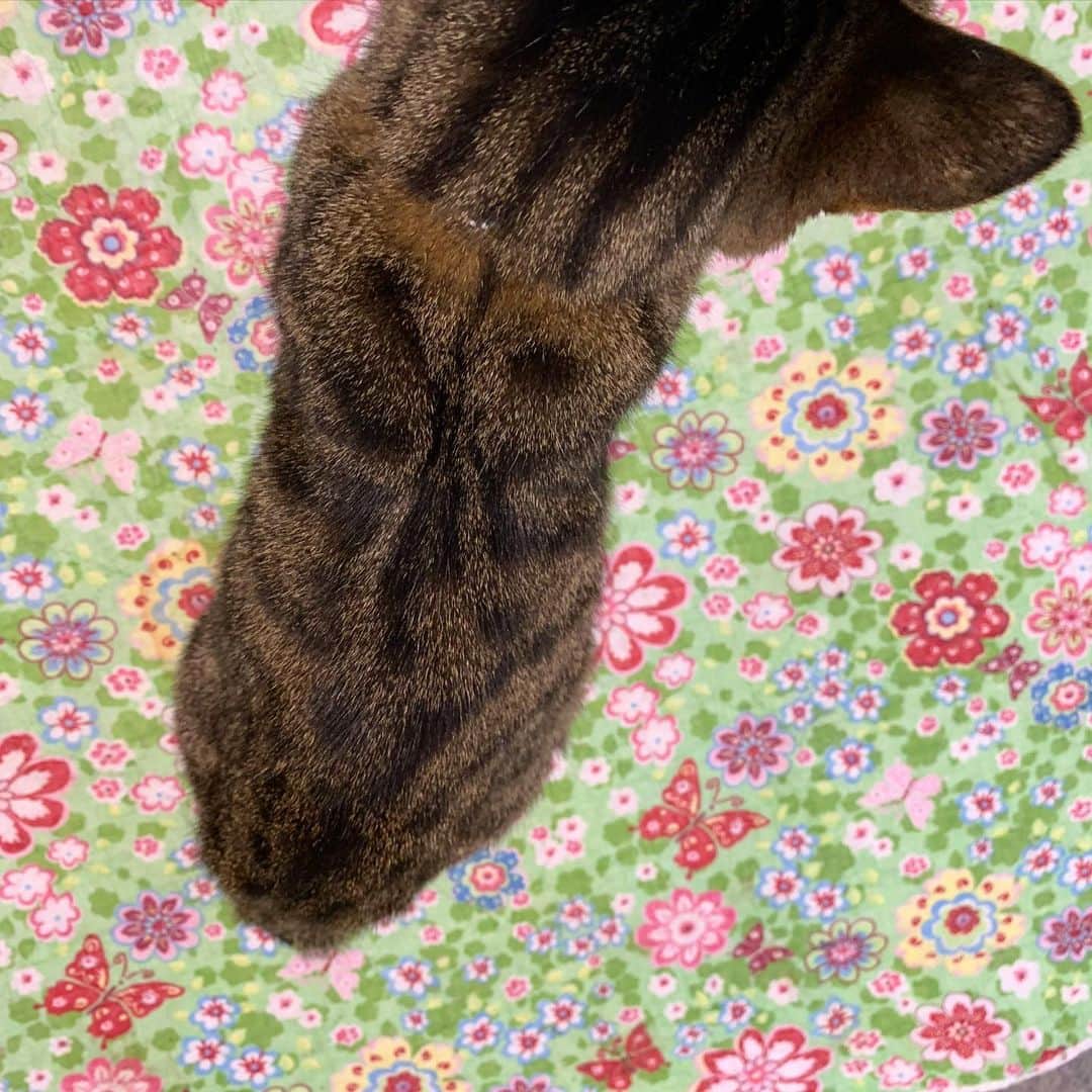 Kachimo Yoshimatsuさんのインスタグラム写真 - (Kachimo YoshimatsuInstagram)「ココアの背中のフクロウ模様🦉 An owl-like pattern on Cocoa's back.  #うちの猫ら ＃猫 #ねこ #cat #ココア #ネコ #catstagram #ネコ部 http://kachimo.exblog.jp」1月23日 10時22分 - kachimo