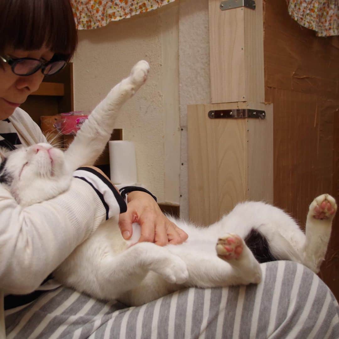 Kachimo Yoshimatsuさんのインスタグラム写真 - (Kachimo YoshimatsuInstagram)「メロメロナナクロ。 #うちの猫ら ＃猫 #ねこ #nanakuro #cat #ネコ #catstagram #ネコ部 http://kachimo.exblog.jp」1月23日 10時25分 - kachimo